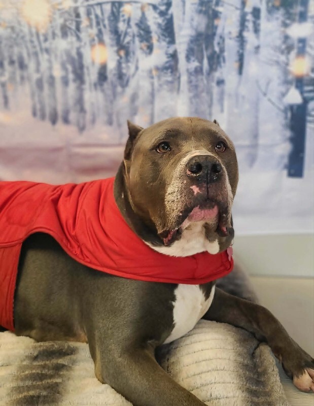 Picture of the Animal Listed